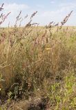 Atriplex micrantha