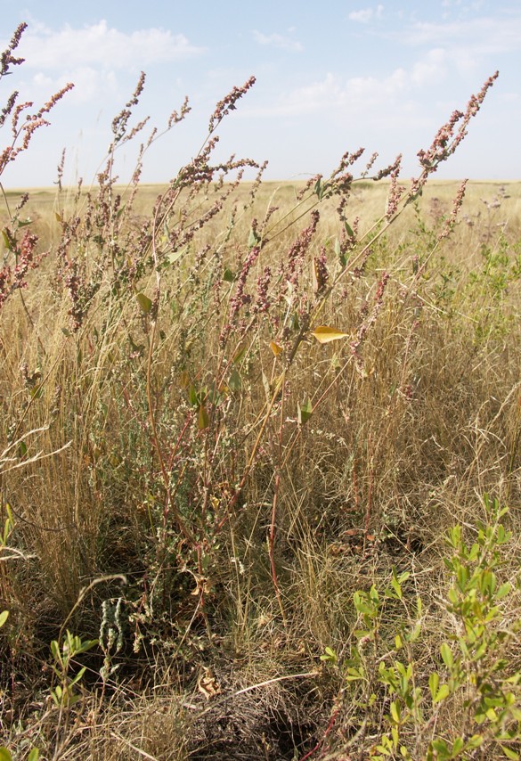 Изображение особи Atriplex micrantha.