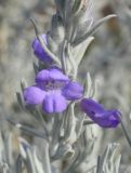 Eremophila nivea. Цветок. Испания, автономное сообщество Каталония, провинция Жирона, комарка Баш-Эмпорда, муниципалитет Палафружель, ботанический сад \"Кап-Роч\". 03.03.2019.