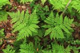 Dryopteris amurensis