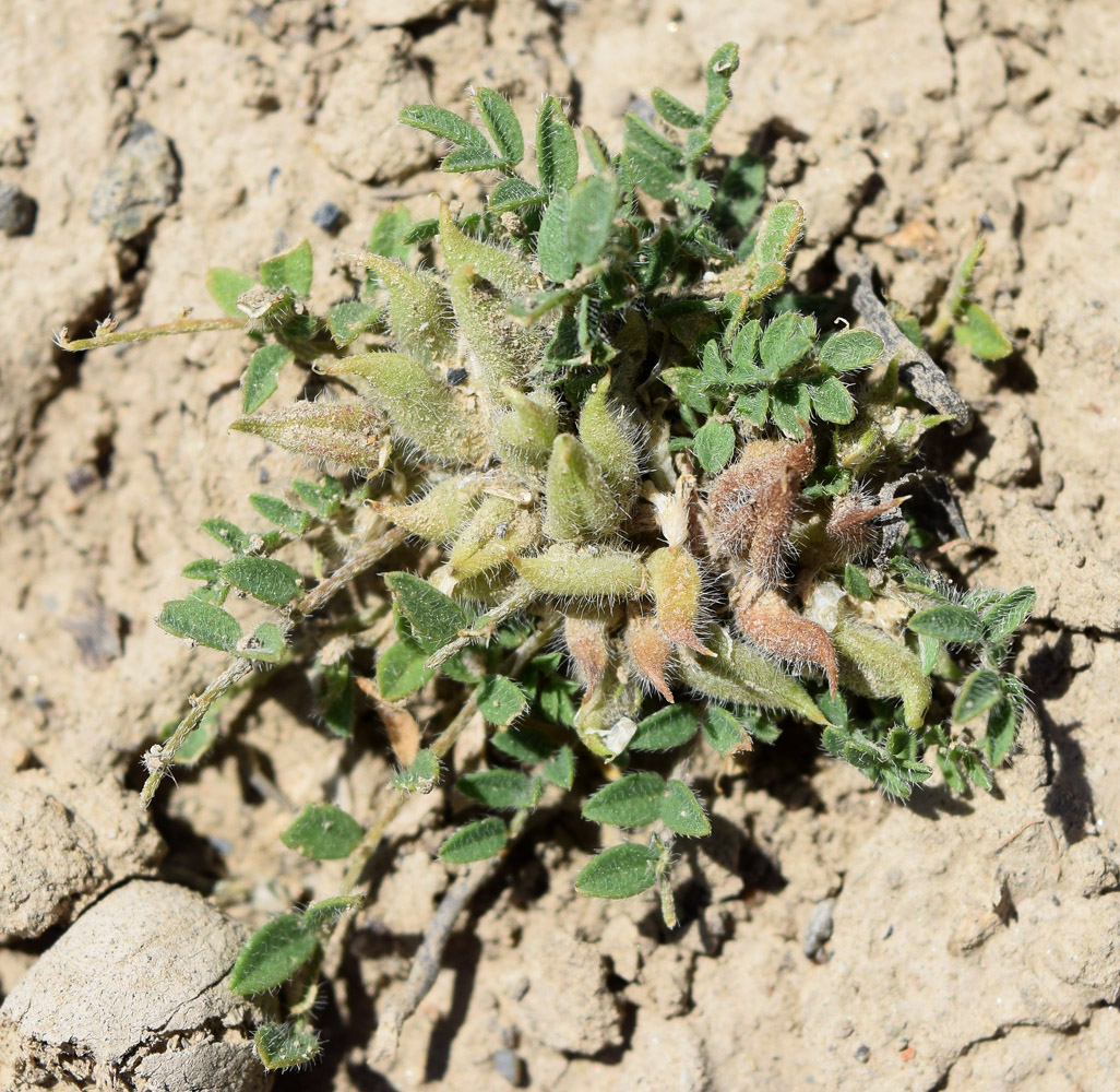 Изображение особи Astragalus filicaulis.