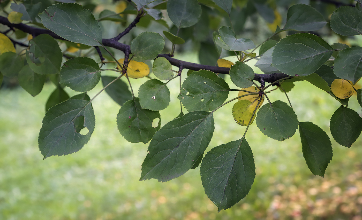 Image of Malus sylvestris specimen.