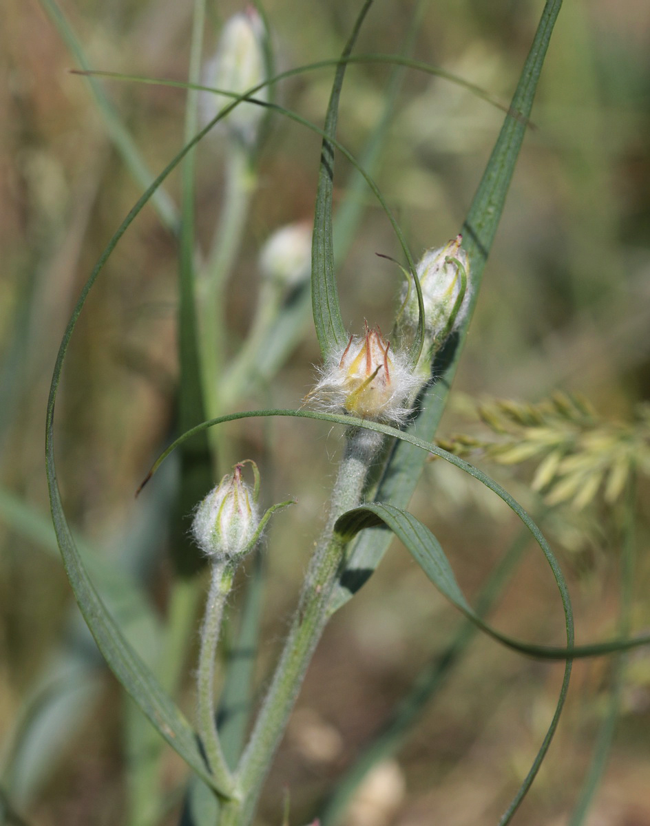 Изображение особи Scorzonera ensifolia.