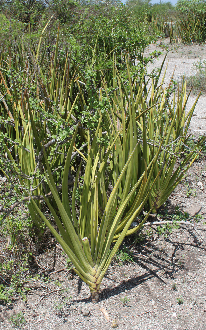 Image of Sansevieria ehrenbergii specimen.