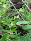 Scutellaria galericulata