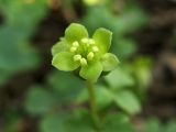 Adoxa moschatellina. Верхушечный цветок соцветия. Нидерланды, провинция Drenthe, национальный парк Drentsche Aa, окр. деревни Anloo, широколиственный лес. 29 апреля 2008 г.