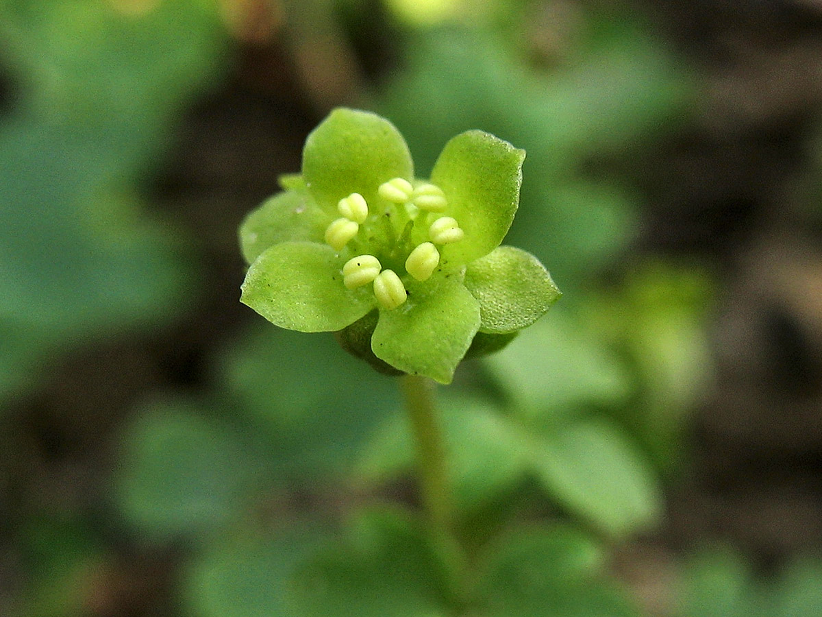 Image of Adoxa moschatellina specimen.