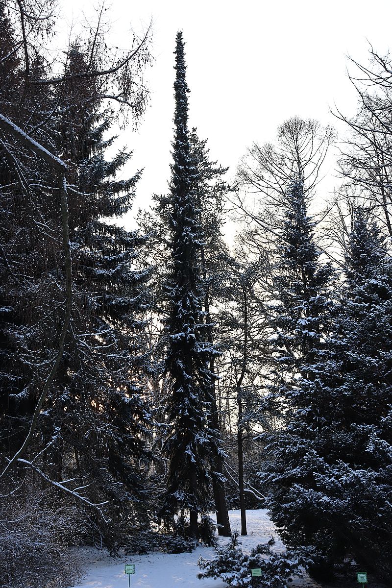 Изображение особи Picea omorika.