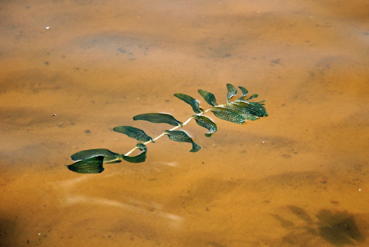 Изображение особи Potamogeton perfoliatus.