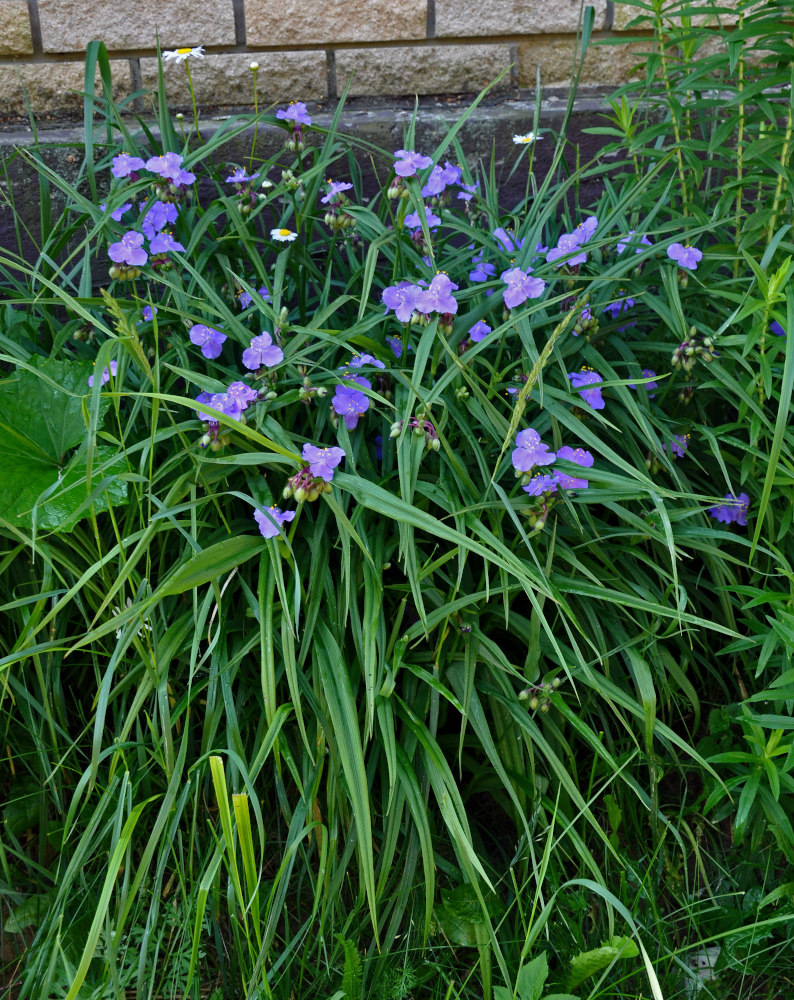 Image of Tradescantia virginiana specimen.