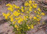 Senecio vernalis