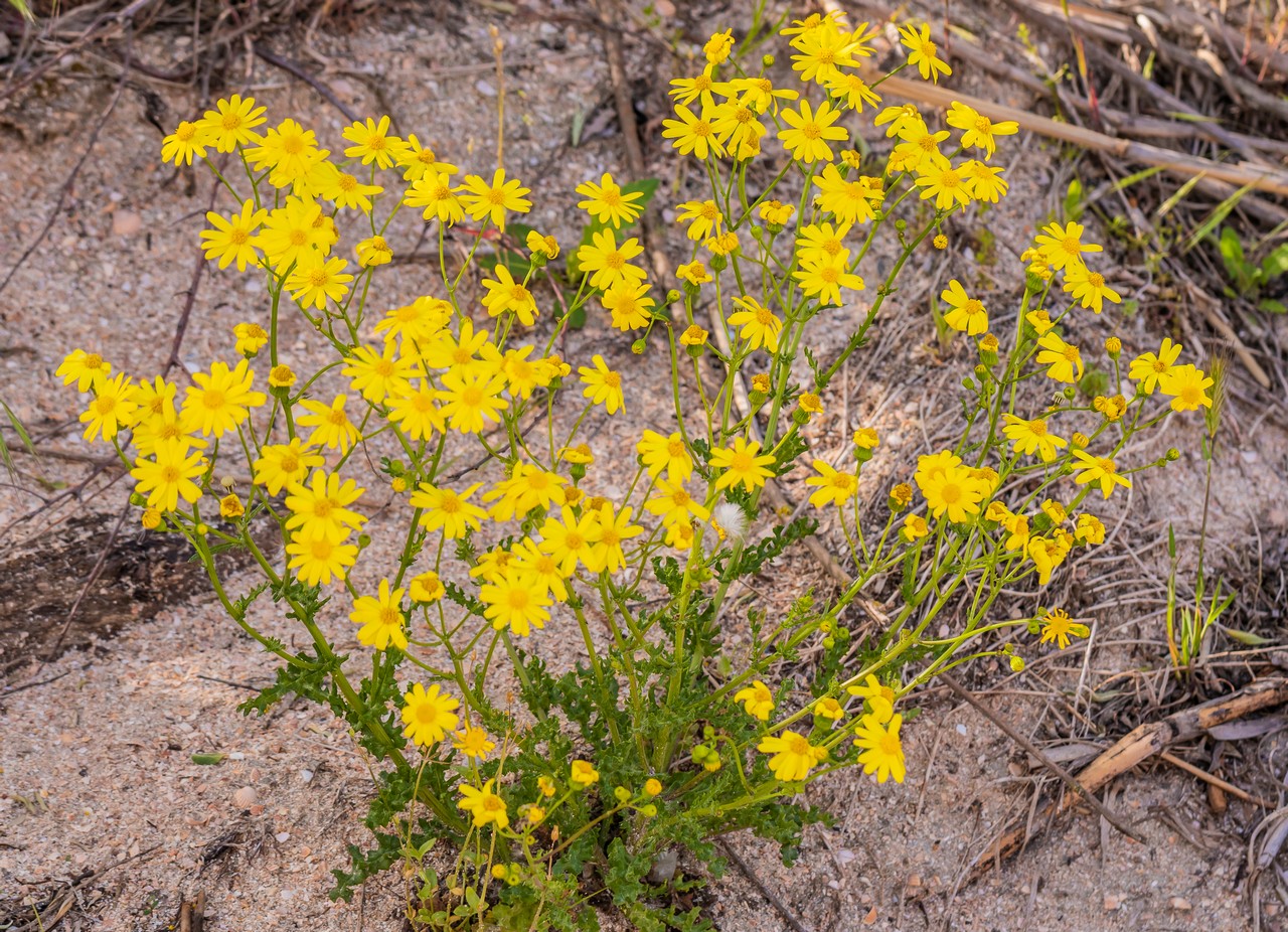 Image of Senecio vernalis specimen.