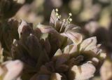 Kalanchoe beharensis