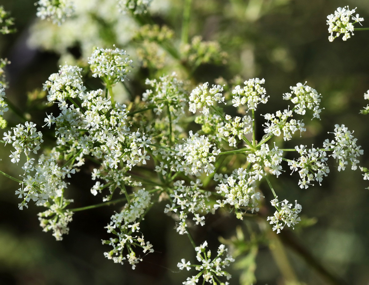 Изображение особи Conium maculatum.