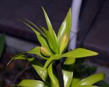 Fritillaria imperialis