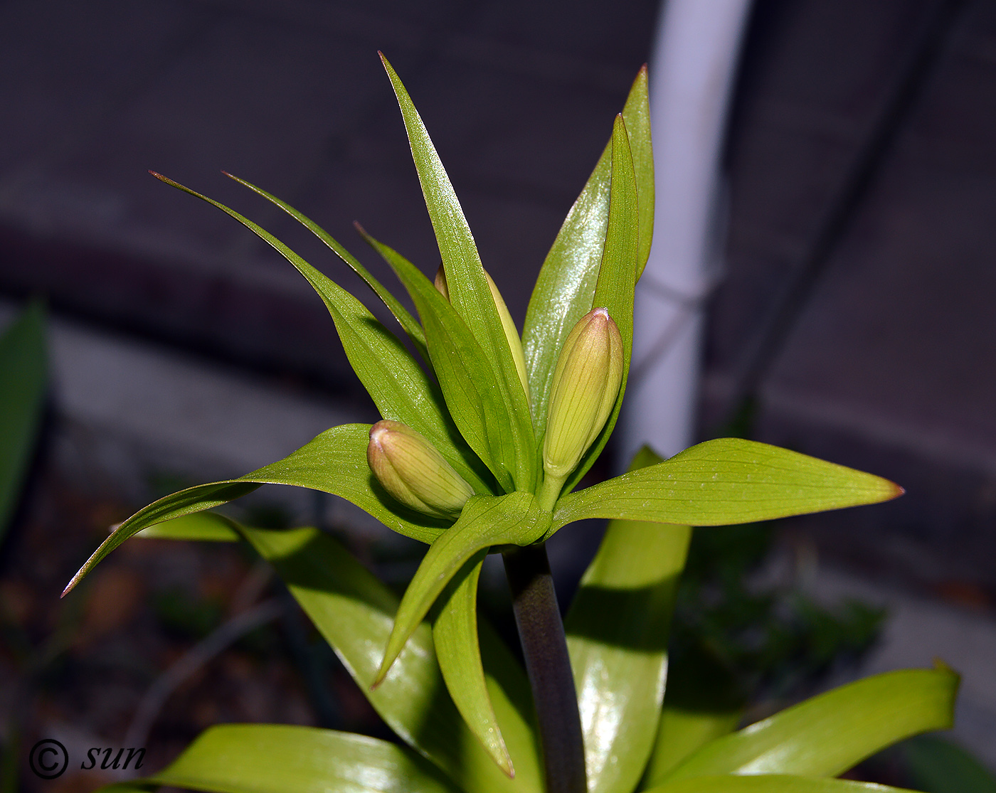 Image of Fritillaria imperialis specimen.