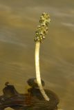 Potamogeton perfoliatus