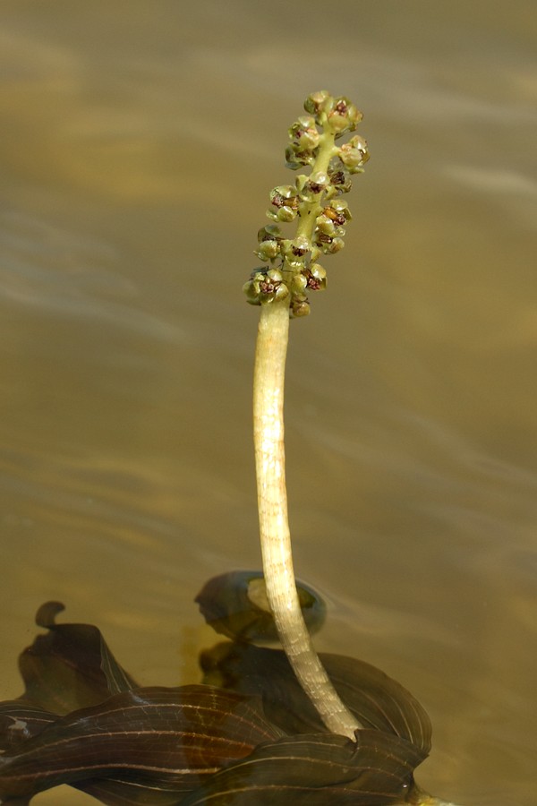 Изображение особи Potamogeton perfoliatus.