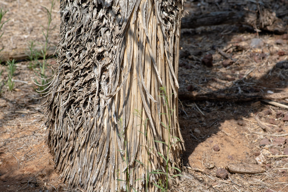 Image of Yucca elata specimen.