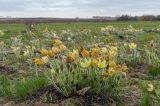 Pulsatilla uralensis