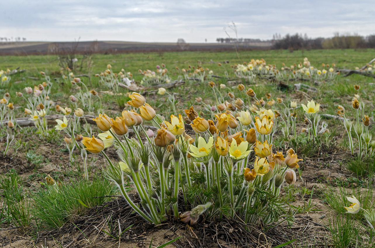 Image of Pulsatilla uralensis specimen.