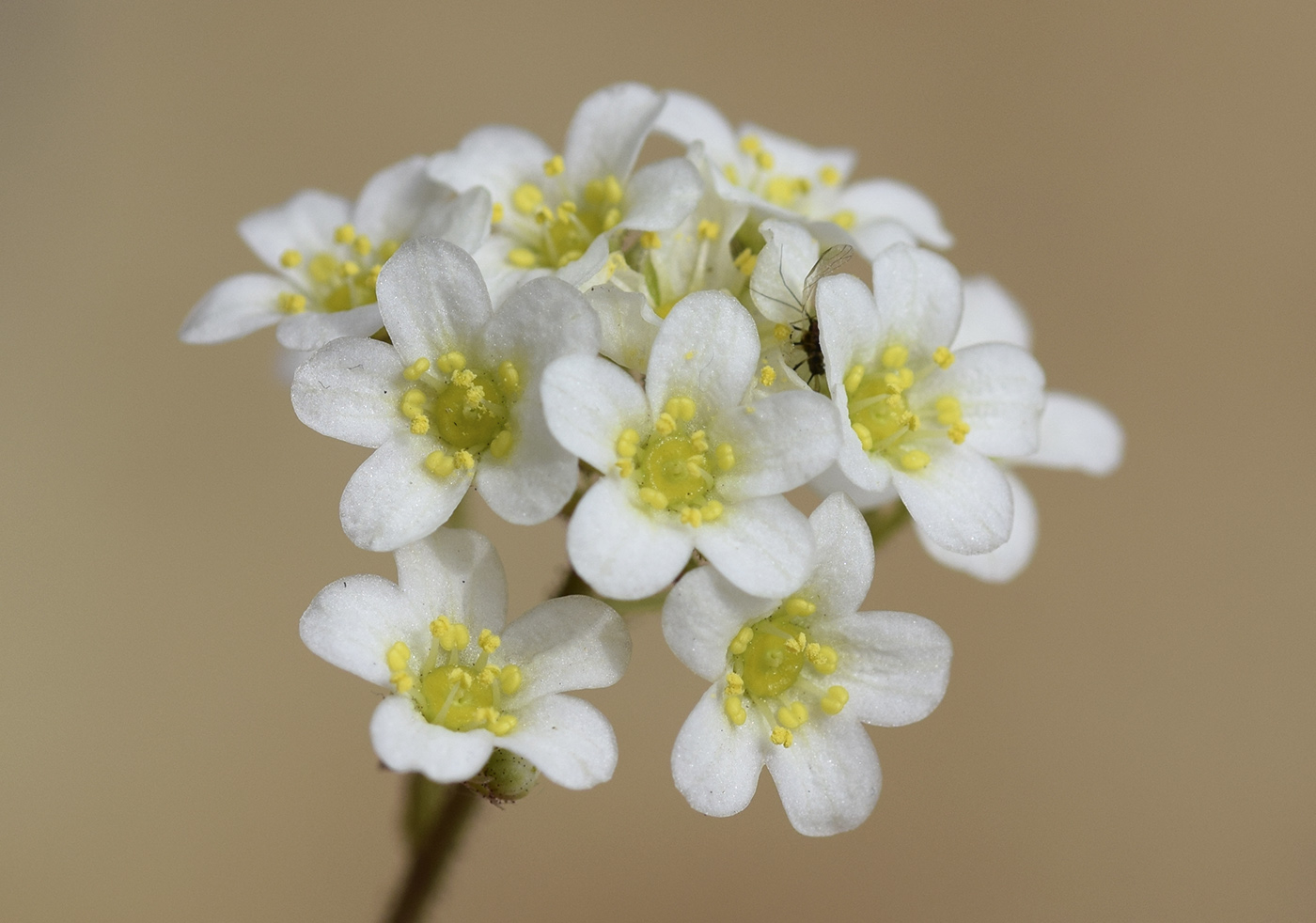 Изображение особи Saxifraga paniculata.