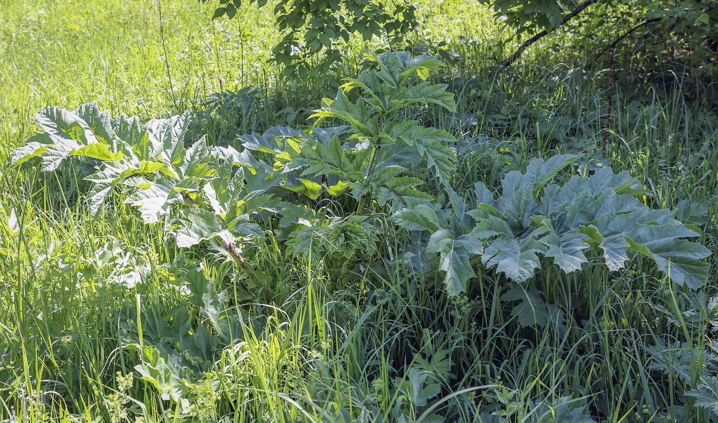 Image of Heracleum sosnowskyi specimen.