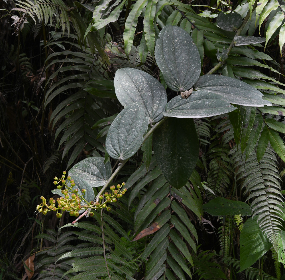 Image of Cavendishia martii specimen.