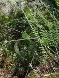 Serpocaulon gilliesii