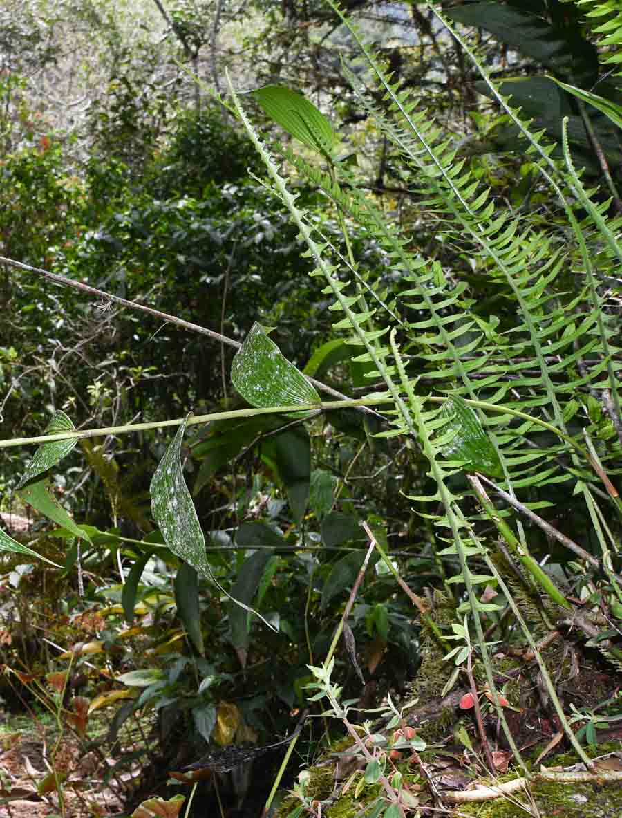 Image of Serpocaulon gilliesii specimen.