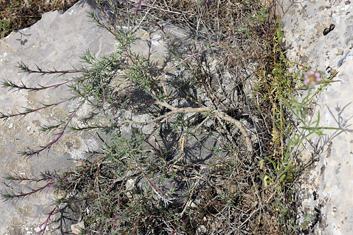 Image of Rhaphidophyton regelii specimen.