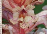 Orobanche alba f. maxima
