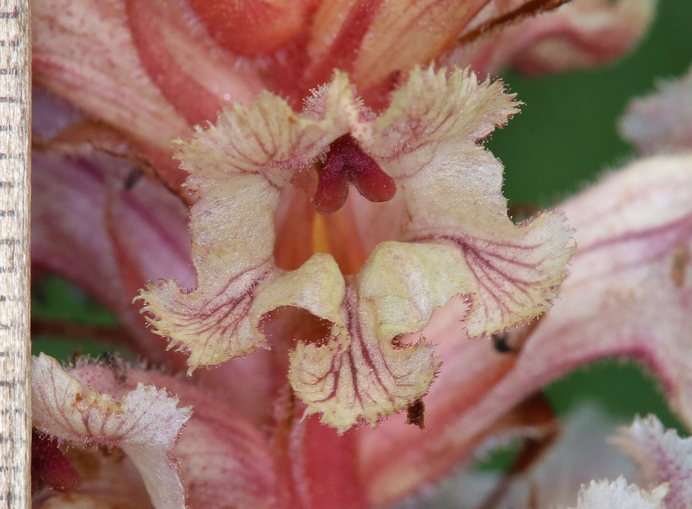 Image of Orobanche alba f. maxima specimen.