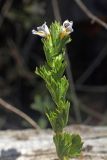 Euphrasia pectinata