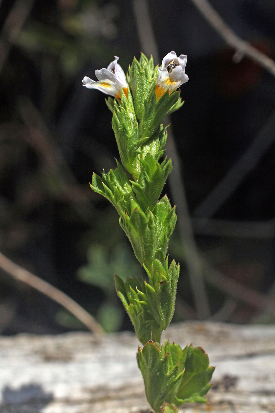 Изображение особи Euphrasia pectinata.