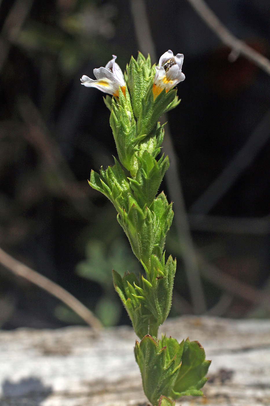 Image of Euphrasia pectinata specimen.