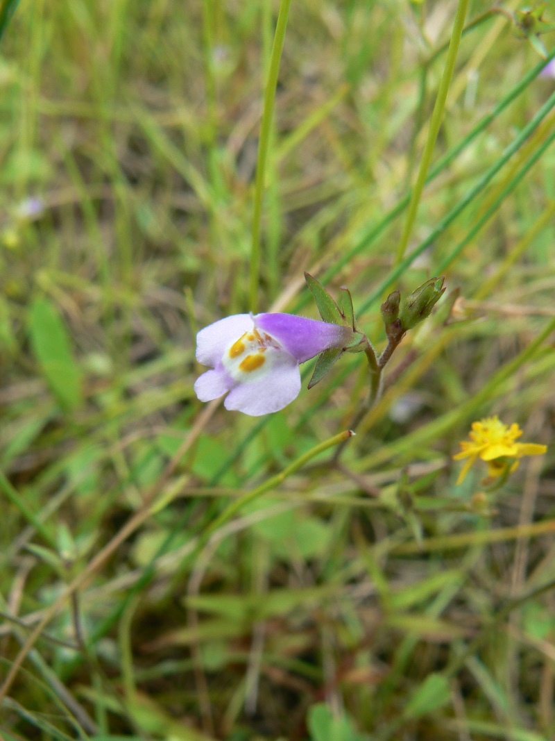 Изображение особи Mazus pumilus.