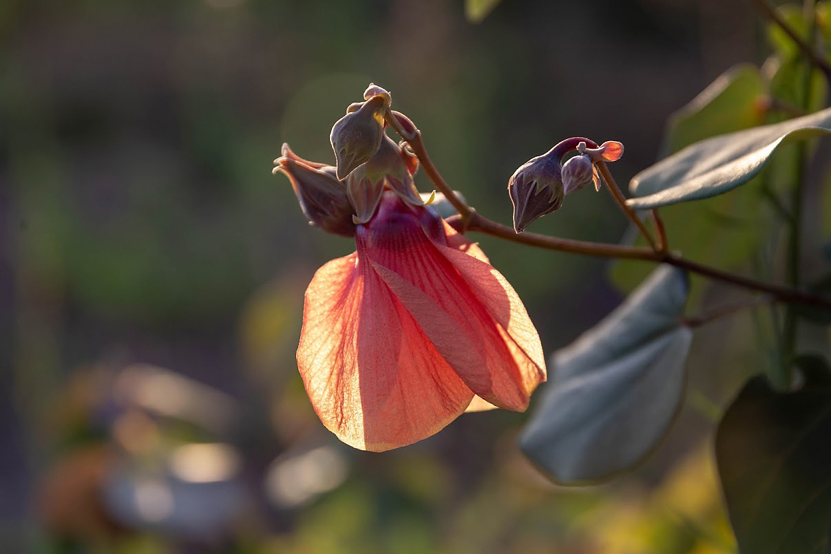 Изображение особи Hibiscus tiliaceus.