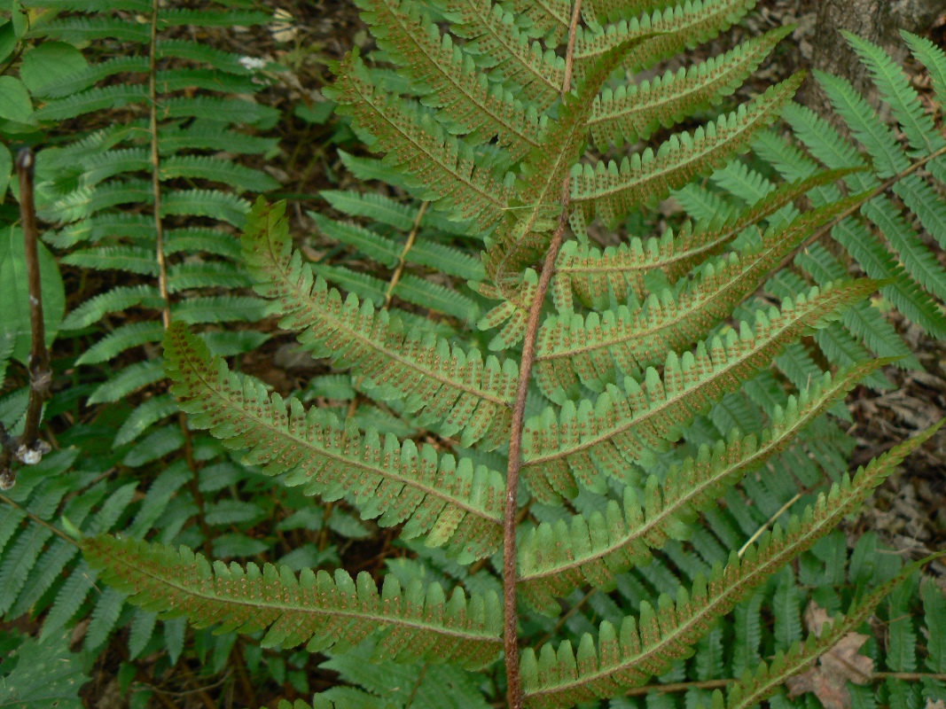 Изображение особи Dryopteris crassirhizoma.