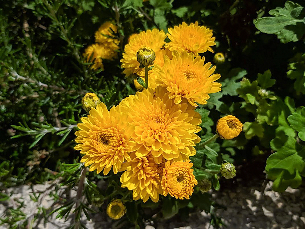 Image of Chrysanthemum indicum specimen.