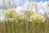 Allium flavescens