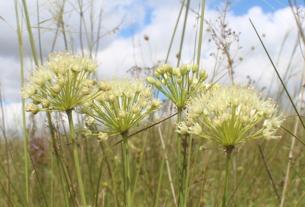 Image of Allium flavescens specimen.