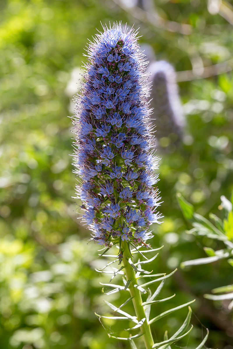 Изображение особи Echium acanthocarpum.