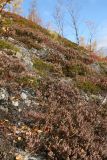 Calluna vulgaris