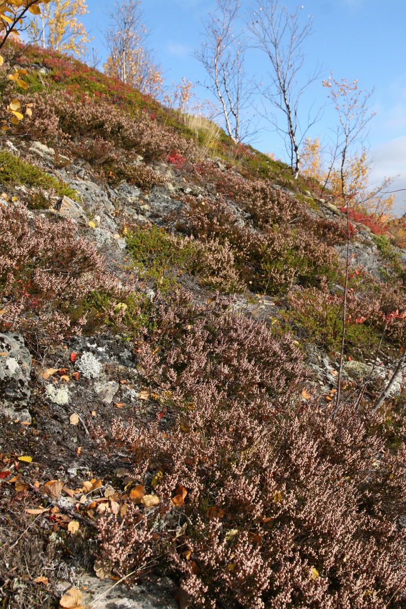 Image of Calluna vulgaris specimen.