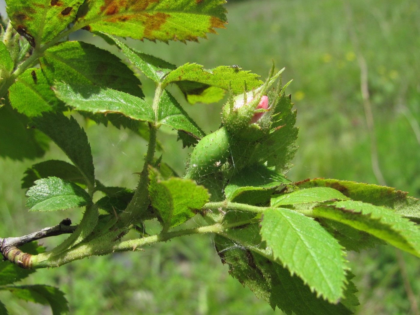 Image of Rosa galushkoi specimen.