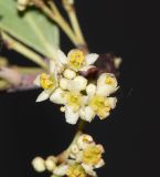 Gymnosporia senegalensis