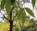 Acer mandshuricum