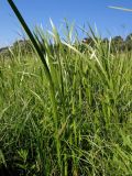 Acorus calamus
