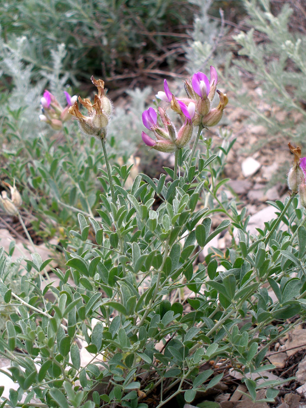 Изображение особи Astragalus medius.